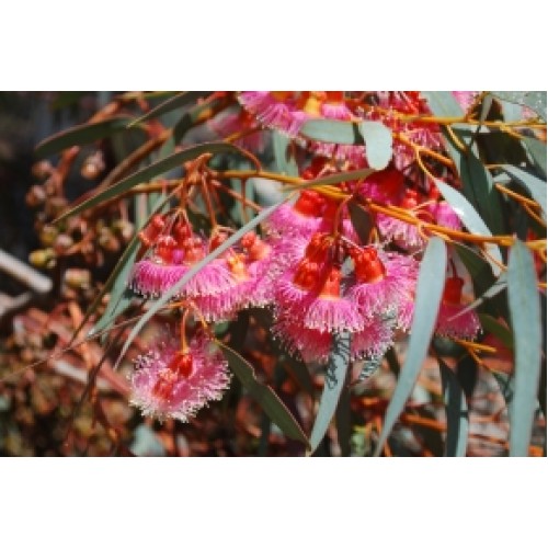 Eucalyptus torquata Coral Gum 1 Plants Native Trees Pink Flowering Coolgardie Eucalyptus torquata Coral Gum 1 Plants Native Trees Pink Flowering Coolgardie